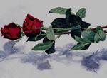 Ombre des roses